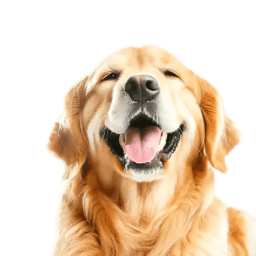A golden retriever mid-grin
